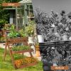 3-Tier Acacia Wood Plant Stand, Foldable Compact Indoor/Outdoor Display Rack for Plants and Decorative Items